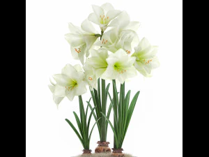 hippeastrum in a flower pot 3 3D Model