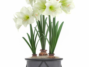 hippeastrum in a flower pot 3 3D Model