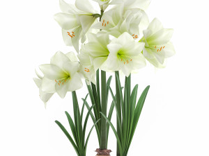 hippeastrum in a flower pot 3 3D मॉडल