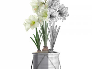 hippeastrum in a flower pot 3 3D मॉडल