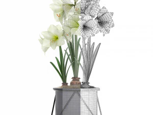 hippeastrum in a flower pot 3 3D Model