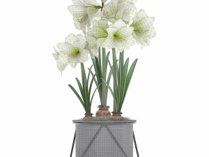 hippeastrum in a flower pot 3 3D Model