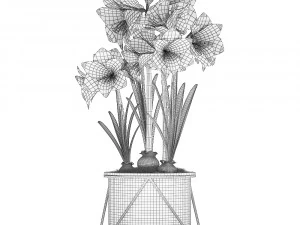 hippeastrum in a flower pot 3 3D Model