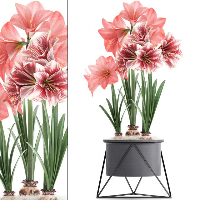 hippeastrum in a flower pot 4 Model 3D .c4d .max .obj .3ds .fbx .stl .blend