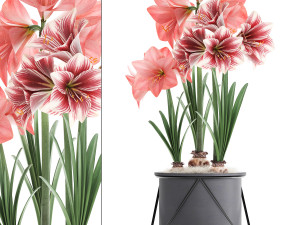 hippeastrum in a flower pot 4 3D Model