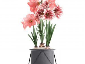 hippeastrum in a flower pot 4 3D Model