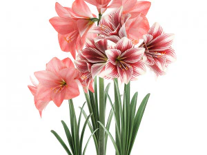 hippeastrum in a flower pot 4 3D Model