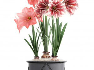 hippeastrum in a flower pot 4 3D Model