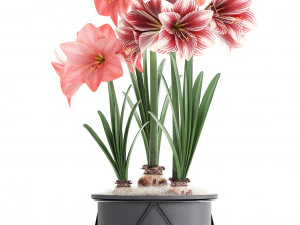 hippeastrum in a flower pot 4 3D Model