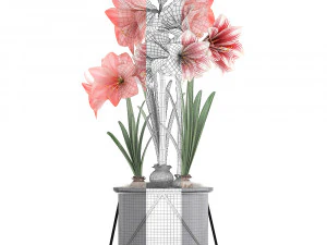 hippeastrum in a flower pot 4 3D Model