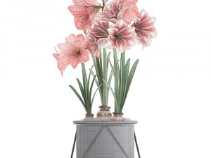 hippeastrum in a flower pot 4 3D Model