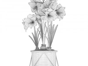 hippeastrum in a flower pot 4 3D Model
