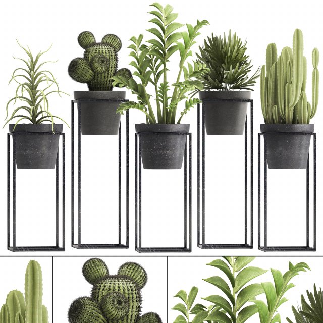 collection of exotic plants 3D Модель .c4d .max .obj .3ds .fbx .stl .blend 