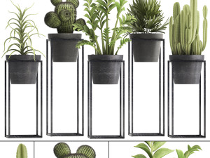 collection of exotic plants 3D Model