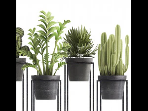 collection of exotic plants 3D Model