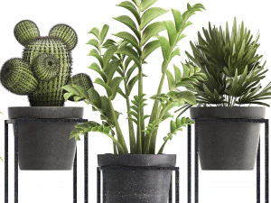 collection of exotic plants 3D Model