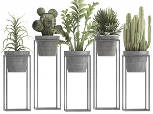 collection of exotic plants 3D Модель