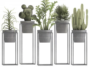 collection of exotic plants 3D Model