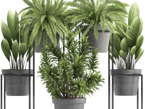 collection of exotic plants 3D Model