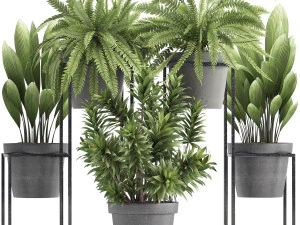 collection de plantes exotiques Modèle 3D