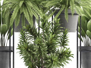 collection of exotic plants 3D 模型