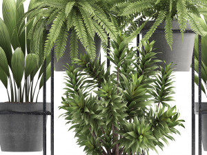 collection of exotic plants 3D 模型