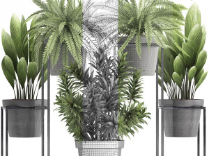 collection of exotic plants 3D 模型