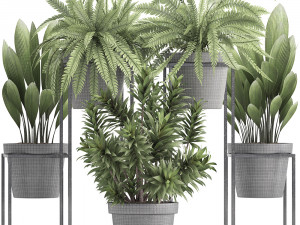 collection of exotic plants 3D 模型