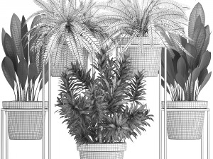 collection of exotic plants 3D 模型