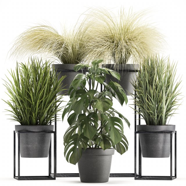 collection of exotic plants Modèle 3D .c4d .max .obj .3ds .fbx .stl .blend 