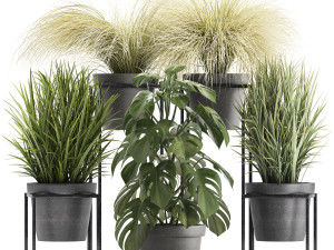collection of exotic plants 3D Model