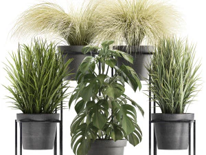 colección de plantas exóticas Modelo 3D