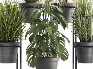 collection of exotic plants Modèle 3D