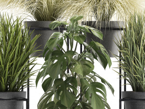 collection of exotic plants Modèle 3D