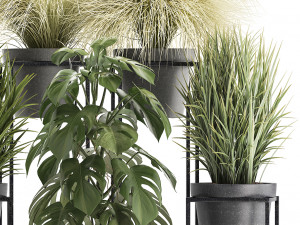 collection of exotic plants Modèle 3D