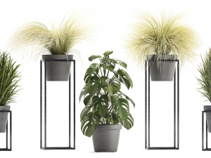collection of exotic plants Modèle 3D