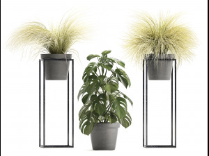 collection of exotic plants Modèle 3D