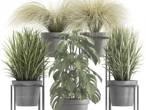 collection of exotic plants Modèle 3D