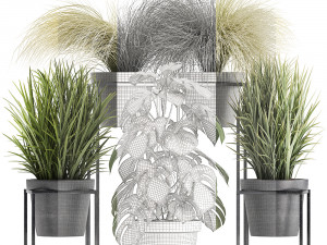 collection of exotic plants Modèle 3D