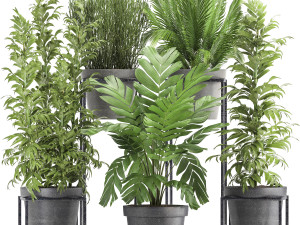 collection of exotic plants 3D Model