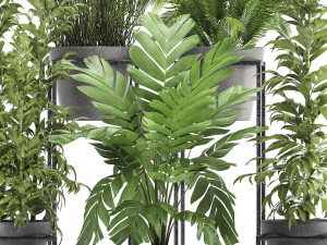 collection of exotic plants 3D Model