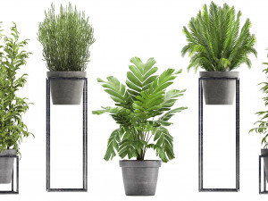 collection of exotic plants 3D Model