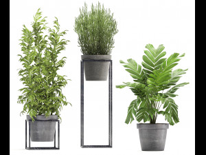 collection of exotic plants 3D Model