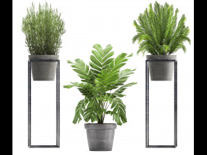 collection of exotic plants 3D Model