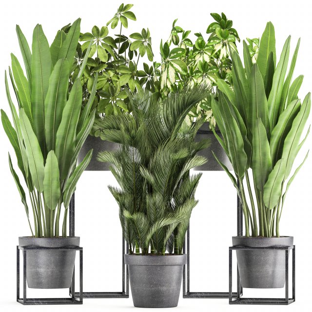 collection of exotic plants 3D 모델 .c4d .max .obj .3ds .fbx .stl .blend 