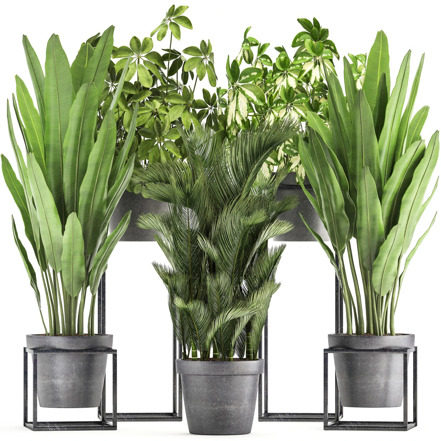 collection of exotic plants 3D Model .c4d .max .obj .3ds .fbx .stl .blend 