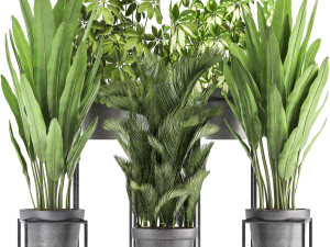 collection of exotic plants 3D 模型