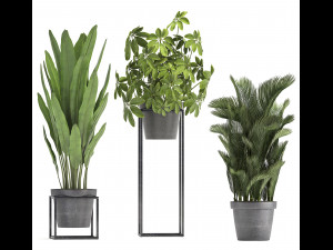 collection of exotic plants 3D 모델