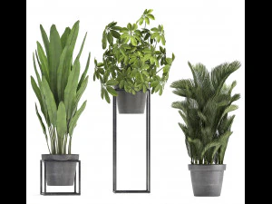 collection of exotic plants 3D Model
