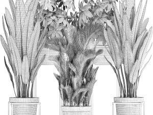 collection of exotic plants 3D Model